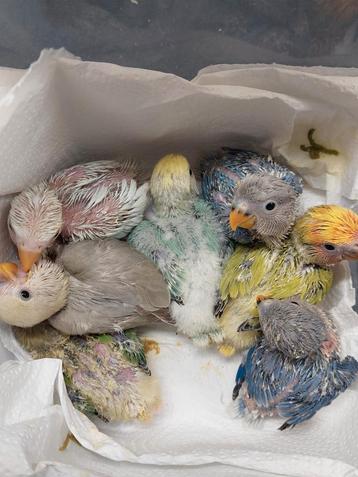 Roseicollies handopfok handtam, Dieren en Toebehoren, Tam