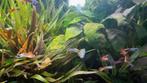 Guppies te koop, Poisson, Poisson d'eau douce, Banc de poissons