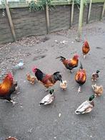 Vorwerk haan en Marans haan