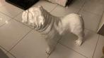 Groot beeld Bulldog, Ophalen, Zo goed als nieuw, Kunststof, Dierenbeeld