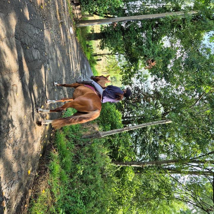 ‼️ brave merrie te koop‼️, Dieren en Toebehoren, Paarden, Merrie, Zadelmak, 165 tot 170 cm, 7 tot 10 jaar, Recreatiepaard, Gechipt