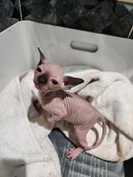 SPHYNX KITTEN VROUWTJE , LAATSTE STUK, Dieren en Toebehoren, Katten en Kittens | Raskatten | Korthaar, Poes, Gechipt