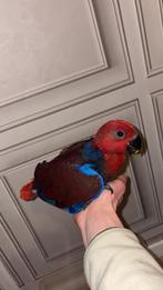 Bébé eclectus, Femelle, Perroquet, Bagué