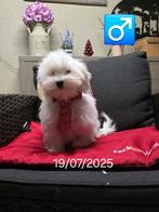 havanezer pups, Dieren en Toebehoren, België, Maltezer, 15 weken tot 1 jaar, CDV (hondenziekte)