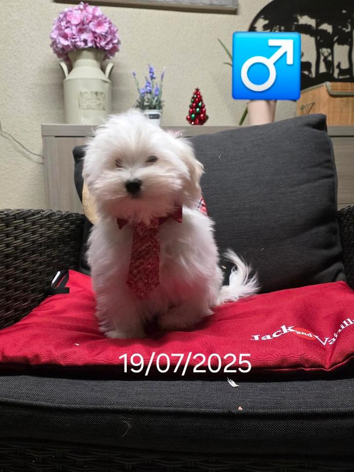 havanezer pups, Dieren en Toebehoren, Honden | Chihuahua's en Gezelschapshonden, Meerdere dieren, Maltezer, Fokker | Professioneel