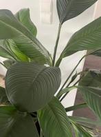 Plant groot spathipyllum+ pot en onderstel, Ophalen, Vaste plant, Halfschaduw