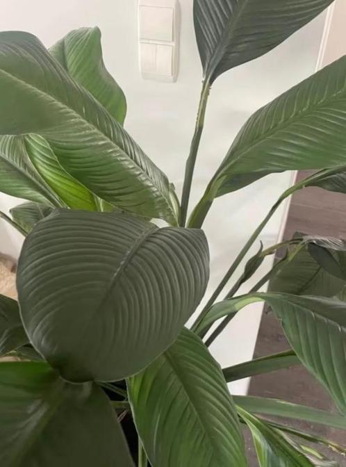 Plant groot spathipyllum+ pot en onderstel, Tuin en Terras, Planten | Tuinplanten, Vaste plant, Halfschaduw, Ophalen