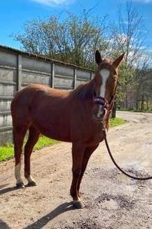 Stalling, Dieren en Toebehoren, Paarden