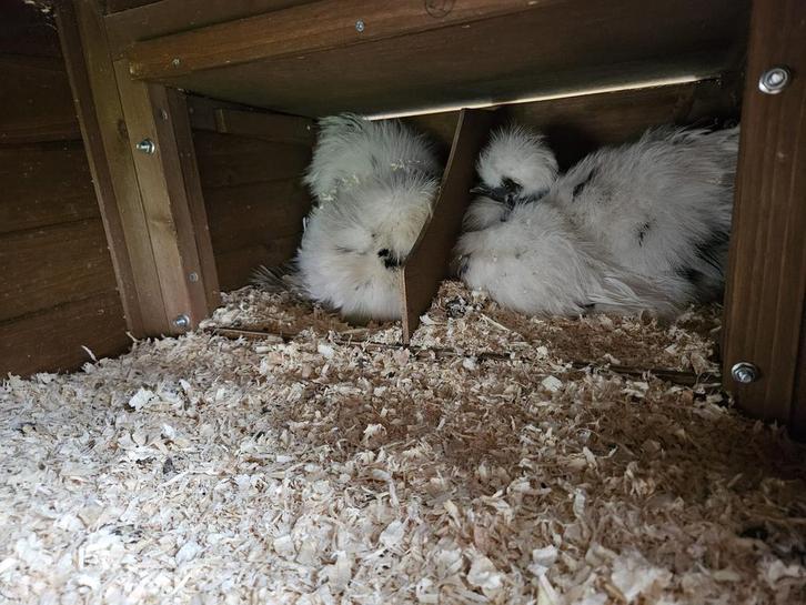 Poule Silkie Usa x Araucana, Dieren en Toebehoren, Pluimvee