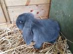 Franse hangoor blauw, Dieren en Toebehoren, Konijnen, Hangoor