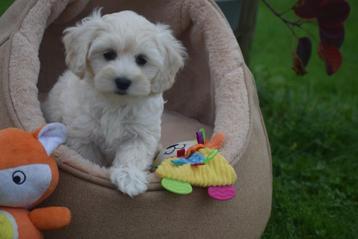 Chiots Maltipoo à choisir dans un nid disponible aux enchères