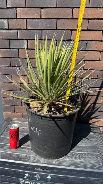 Yucca Filifera beschikbaar voor biedingen
