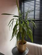 Yucca huisplant met gouden pot huiskamerplant, Maison & Meubles, Plantes d'intérieur, Enlèvement ou Envoi, Yucca