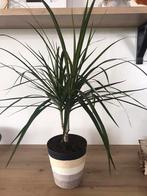 Kamerplant, Tuin en Terras, Planten | Tuinplanten, Ophalen