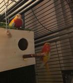 Splendids, Animaux & Accessoires, Oiseaux | Perruches & Perroquets, Plusieurs animaux, Perruche