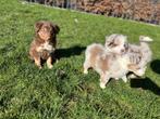 Knappe border collie pups, Dieren en Toebehoren, Honden | Herdershonden en Veedrijvers, België, CDV (hondenziekte), 8 tot 15 weken