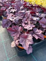 Heuchera hybr. ‘Pink Panther’, Ophalen, Zomer, Vaste plant