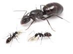 Camponotus foreli, Mieren