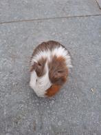 Cochon d'Inde mâle, Novembre, Mâle, Cobaye