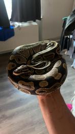 Bal python, Dieren en Toebehoren