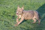 American Bully pups - laatste teefje - goed opgevoed, België, Overige rassen, 8 tot 15 weken, Meerdere