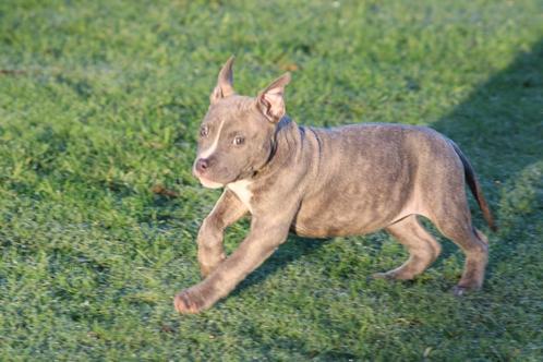 American Bully pups - laatste teefje - goed opgevoed, Dieren en Toebehoren, Honden | Bulldogs, Pinschers en Molossers, Teef, Overige rassen