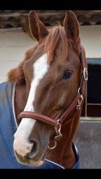 BWP Paard te koop, Dieren en Toebehoren, Paarden, Merrie, Met stamboom, M, 11 jaar of ouder