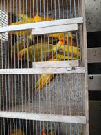 Kakariki in roodvoorhoofd of geelvoorhoofd