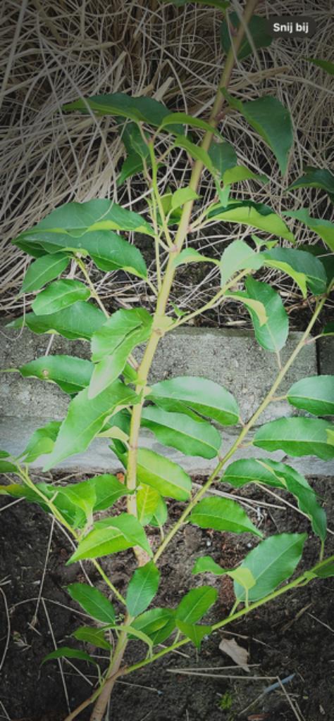 Laurier portugais SPÉCIAL, Prunus lucitanica 'Angustifolia', Jardin & Terrasse, Plantes | Jardin, Plante fixe, Enlèvement