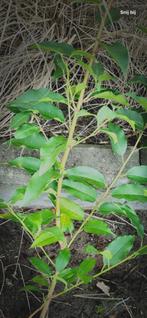 SPECIAL portugese laurier, Prunus lucitanica 'Angustifolia', Vaste plant, Ophalen