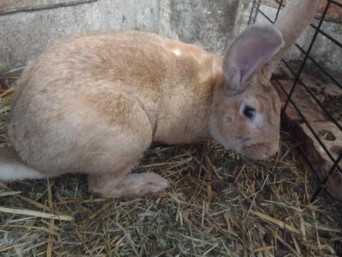mooie Vlaamse Reus mannetje, Dieren en Toebehoren, Konijnen, Groot, Mannelijk, 0 tot 2 jaar