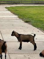 3 bokjes Dwerggeit bruin zwart., Dieren en Toebehoren, Mannelijk, Geit, 0 tot 2 jaar