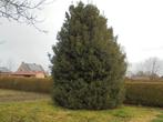 laurierboom, Herfst, Overige soorten, 400 cm of meer, Ophalen