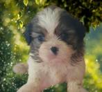 Chiots Shihtzu