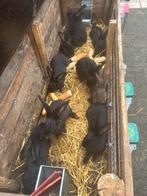 Lotharinger zwart te koop