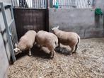 3 dekrammen, Animaux & Accessoires, Moutons, Chèvres & Cochons