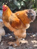 Brahma buff blauw haan, Dieren en Toebehoren, Pluimvee