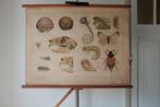 wandplaat Bijplaat: In het Duin, Antiek en Kunst, Antiek | Schoolplaten, Natuur en Biologie, Ophalen of Verzenden