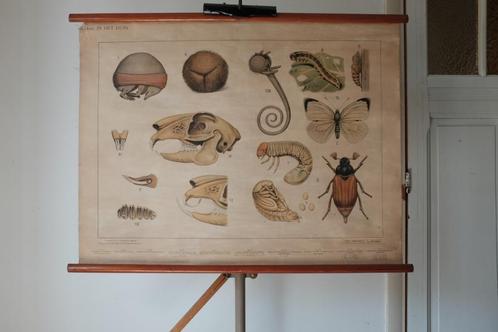 wandplaat Bijplaat: In het Duin, Antiek en Kunst, Antiek | Schoolplaten, Natuur en Biologie, Ophalen of Verzenden