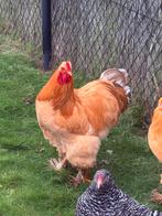 2 Brahma hanen 6 maand, Dieren en Toebehoren, Pluimvee, Mannelijk, Kip