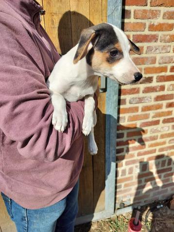 boerenfox pups, Belgique, 8 à 15 semaines, Plusieurs, Éleveur | Loisir