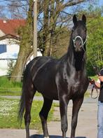 Reduced : Black broodmare out of Grand Prix line, 170 tot 175 cm, Recreatiepaard, Onbeleerd, 11 jaar of ouder