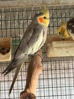 Male calopsitte edged simple facteur, Mâle