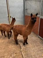 Alpacas, Dieren en Toebehoren, Overige Dieren