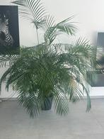Heel mooie en grote areca, Huis en Inrichting, Kamerplanten, Groene kamerplant, Ophalen, Halfschaduw, 200 cm of meer