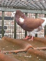 Oudhollandse kapucijn sierduiven, Animaux & Accessoires, Oiseaux | Pigeons, Plusieurs animaux, Autres espèces