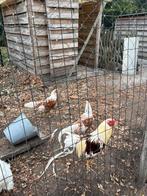 Yokohama groothoenders, Dieren en Toebehoren, Pluimvee, Meerdere dieren, Kip