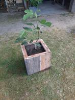Vijgen in pot., Tuin en Terras, Planten | Tuinplanten, Ophalen