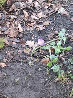 tuinman aangeboden, Tuin en Terras, Aarde en Mest, Ophalen of Verzenden