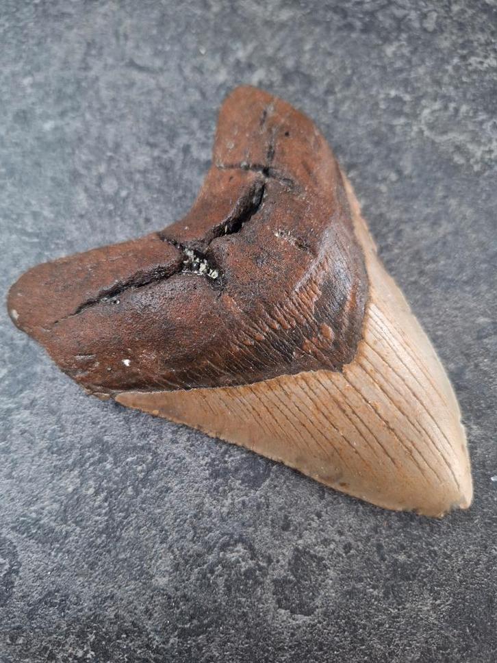 DENT MEGALODON USA 227 grammes 12x8,8x2,5 cm, Collections, Minéraux & Fossiles